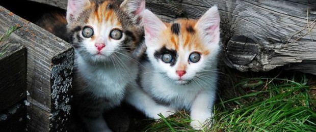 Cats Cats 06 620X260
